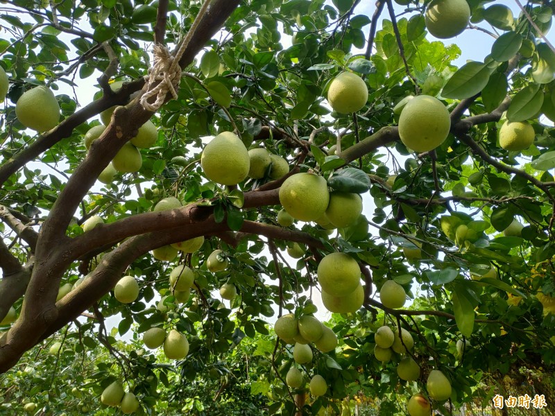 苗栗西湖「柚見中秋」慶團圓 登場，美味文旦柚供選購。